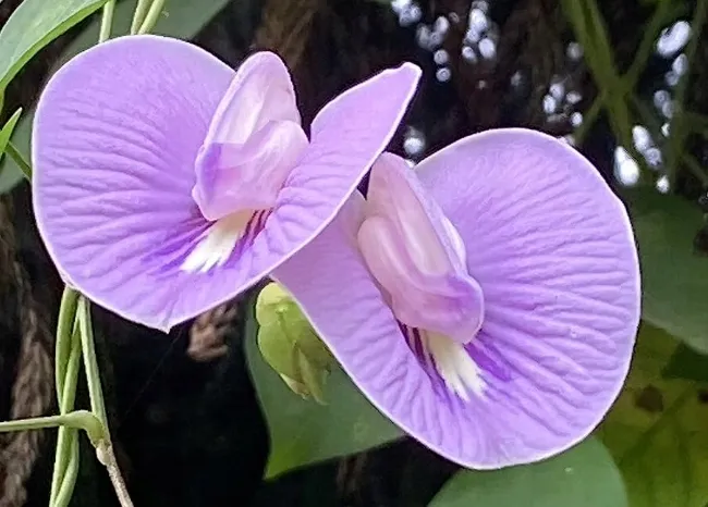 klitoria-macrophylla-clitoria-macrophylla-2-nas-styl-ogrod-japonski-ogrod-nowoczesny-ogrod-skalny-ogrod-srodziemnomorski-ogrod-wiejski