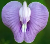 klitoria-macrophylla-clitoria-macrophylla-2-nas-styl-ogrod-japonski-ogrod-nowoczesny-ogrod-skalny-ogrod-srodziemnomorski-ogrod-wiejski