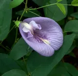 klitoria-macrophylla-clitoria-macrophylla-2-nas-cykl-rozwojowy-rosliny-wieloletnia