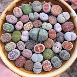 zywe-kamienie-lithops-sp-mix-kolorow-20-nasion