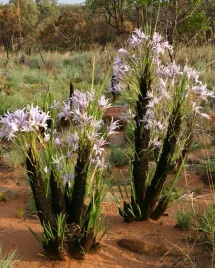 xerophyta-retinervis-xerophyta-retinervis-5-nasion
