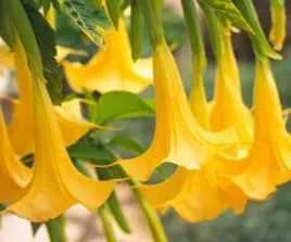 bielun-datura-zolta-anielskie-traby-brugmansia