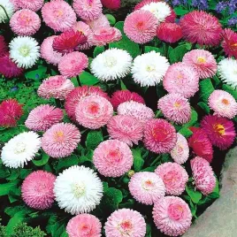 stokrotka-pelna-mix-kolorow-bellis-perennis-fl-pl-300-nasion