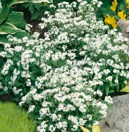 niezapominajka-alpejska-biala-03-grama-nasiona