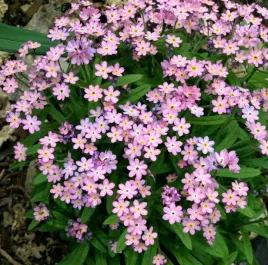 niezapominajka-alpejska-rozowa-03-grama-nasiona