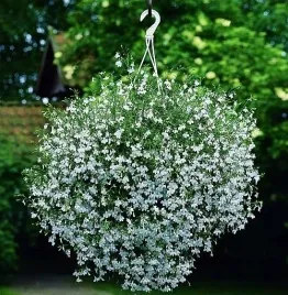 lobelia-zwisajaca-biala-1000-nasion