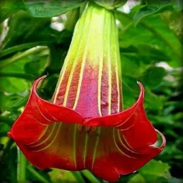 bielun-datura-czerwona-anielskie-traby-brugmansia-sanguinea-red-3-nasiona