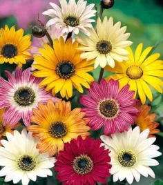 arktotis-niedzwiedzie-ucho-arctotis-x-hybrida-mix