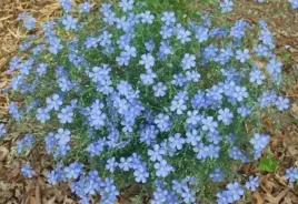 len-trwaly-linum-perenne-1-g-nasion