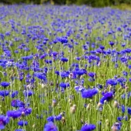 miododajny-chaber-blawatek-niebieski-centaurea-100-gram-nasion-laka-kwietna