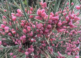 ma-huang-przesl-ephedra-fragilis-5-nasion