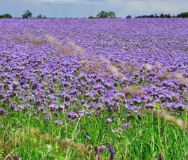 facelia-blekitna-phacelia-tanacetifolia-100-g