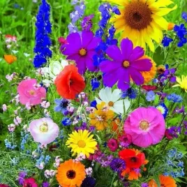 mieszanka-kwiatow-polnych-express-laczka-mix-kolorow-100-g-laka-kwietna