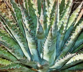 agawa-agave-mckelveyana-agave-do-23-c-5-nasion
