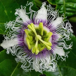 meczennica-jadalna-passiflora-edulis-f-flavicarpa-5-nasion