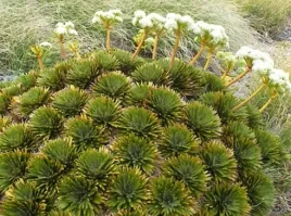 crosby-smith-s-speargrass-aciphylla-crosby-smithii