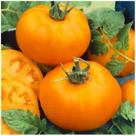 pomidor-zloty-yellowstone-jedyny-w-swoim-rodzaju-owoce-250-g-100-nasion