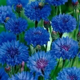miododajny-chaber-blawatek-niebieski-centaurea-cyanus-blu-200-nasion