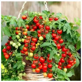 pomidor-koktajlowy-bajaja-odm-balkonowa-nasiona-100-sztuk