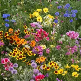 mieszanka-kwiatow-polnych-kwitnaca-laczka-mix-kolorow-100-g-laka-kwietna