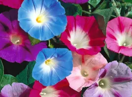 powoj-wilec-impomoea-purpurea-mix-kolorow-3-g