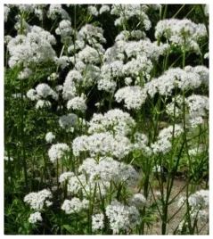 kozlek-lekarski-waleriana-valeriana-officinalis-nasiona-02-g