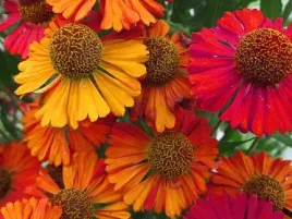 dzielzan-jesienny-helenium-autumnale-015-g-nasion