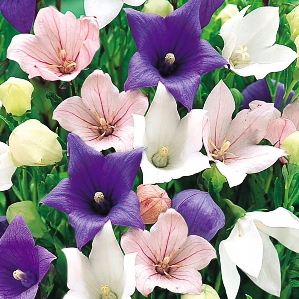 rozwar-platykodon-niebieski-platycodon-grandifloru-rodzaj-rosliny-inny