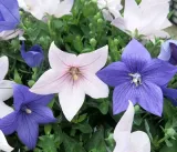 rozwar-platykodon-niebieski-platycodon-grandifloru-rodzaj-rosliny-inny