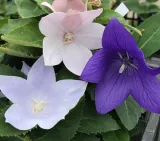 rozwar-platykodon-niebieski-platycodon-grandifloru-cykl-rozwojowy-rosliny-wieloletnia