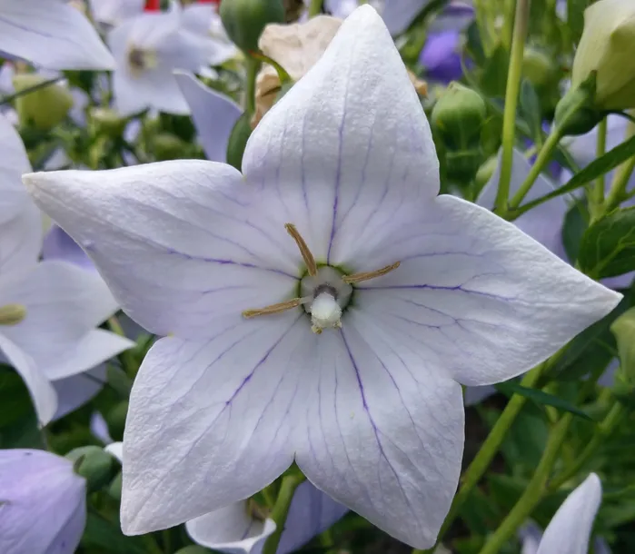 rozwar-platykodon-niebieski-platycodon-grandifloru-odmiana-zawciag