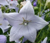 rozwar-platykodon-niebieski-platycodon-grandifloru-odmiana-zawciag