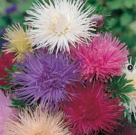 aster-igielkowy-wysoki-mix-kolorow-1-gr-nasion