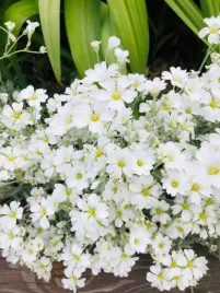 rogownica-kutnerowata-cerastium-tomentosum-02-g