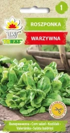 roszponka-verte-de-camb-valerianella-locusta