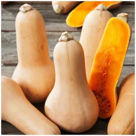 dynia-pizmowa-butternut-cucurbita-moschata-nasiona-warzyw-5-g