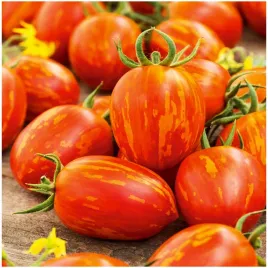 pomidor-tigerella-tygrysi-czerwony-w-zolto-pomaranczowe-prazki-140-nasion