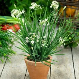 szczypiorek-czosnkowy-pyszny-i-zdrowy-100-nasion-allium-tuberosum