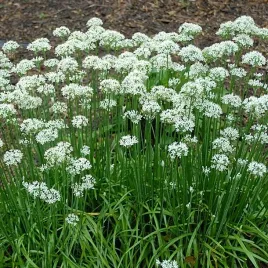 mrozoodporny-szczypiorek-czosnkowy-100-nasion-allium-tuberosum