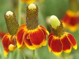 ratibida-mexican-hat-ratibida-columnifera-70-nasio