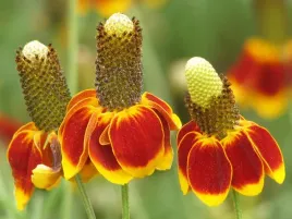 ratibida-mexican-hat-ratibida-columnifera-70-nasio