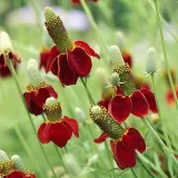 ratibida-mexican-hat-ratibida-columnifera-70-nasio-rodzaj-rosliny-inny