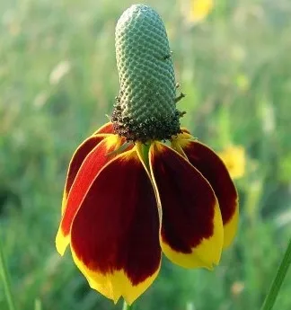 ratibida-mexican-hat-ratibida-columnifera-70-nasio-styl-ogrod-japonski-ogrod-nowoczesny-ogrod-skalny-ogrod-wiejski