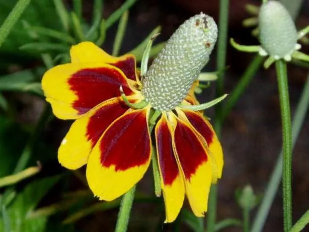 ratibida-mexican-hat-ratibida-columnifera-70-nasio-cykl-rozwojowy-rosliny-wieloletnia