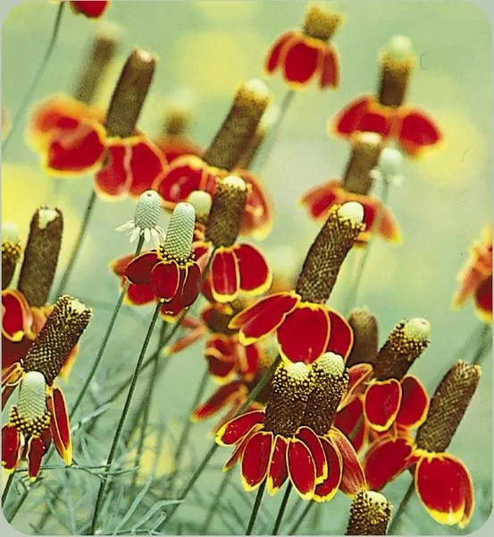 ratibida-mexican-hat-ratibida-columnifera-70-nasio-kolor-kwiatow-inny-kolor