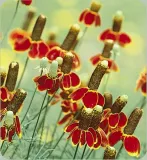 ratibida-mexican-hat-ratibida-columnifera-70-nasio-kolor-kwiatow-inny-kolor