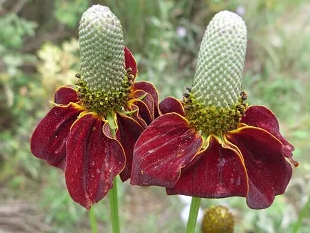 ratibida-mexican-hat-ratibida-columnifera-70-nasio-odmiana-ratibida-mexican-hat-ratibida-columnifera