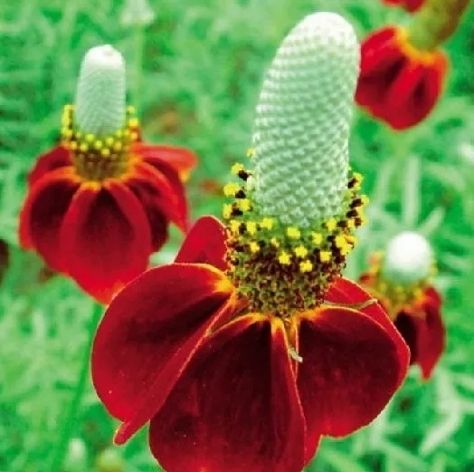 ratibida-mexican-hat-ratibida-columnifera-70-nasio-marka-dobrenasiona-pl