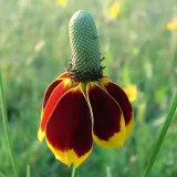 ratibida-mexican-hat-ratibida-columnifera-70-nasio-cechy-charakterystyczne-lubiace-cien-lubiace-slonce-oczyszczajace-powietrze-proste-w-pielegnacji-przyjazne-dla-zwierzat-rzadko-spotykane