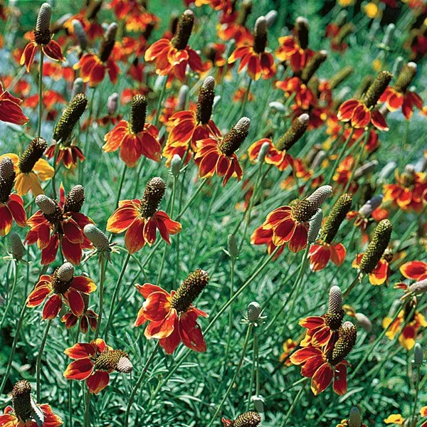 ratibida-mexican-hat-ratibida-columnifera-70-nasio-nazwa-lacinska-inna